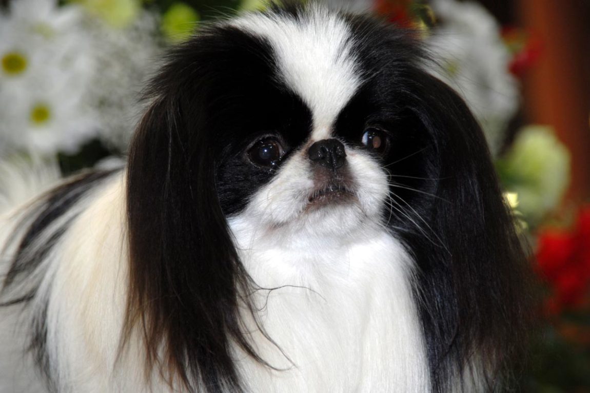 headandshoulders – Northern Japanese Chin Club